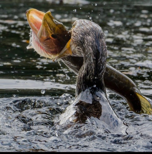 Euddogwy Rage 3.jpeg