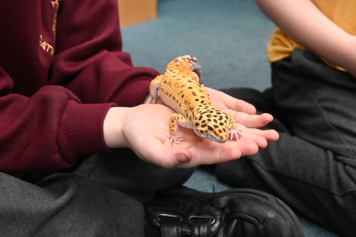 Year 1 Visit from Animal Zone