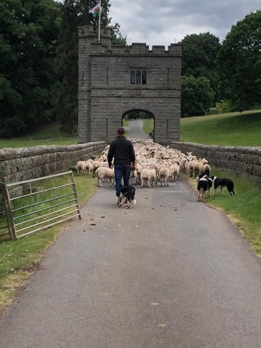 Dyfrig 1 Dreams.jpeg