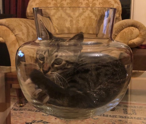 George Davies 7E Cat in bowl.jpg