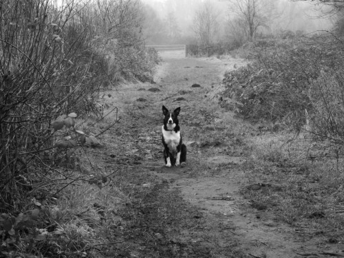 Rhys Hender b & w dog in field.jpg