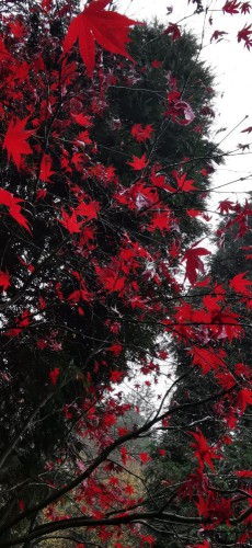 Will Morgan Maple red leaves.jpg